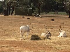 -威勒比开放式动物园