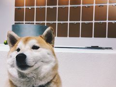 -柴务处·柴犬主题狗咖