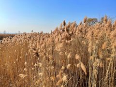 -野鸭湖国家湿地公园