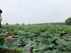 -洪湖生态旅游区