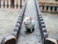 -上海野生动物园