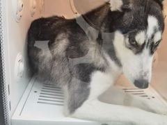 -艾贝尔宠物医院 ·内科全科(梁溪路店)