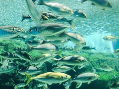 -西海国立公园九十九岛水族馆