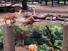-广州长隆野生动物世界