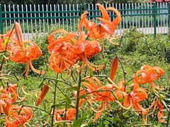 -五营红松林海景区