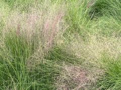 -王借岗森林公园