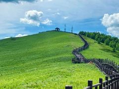 -乌兰布统景区-白桦林