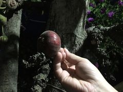 -傣泐金湾餐厅