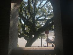 -江心屿景区