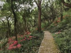 -上海佘山国家森林公园天马山园