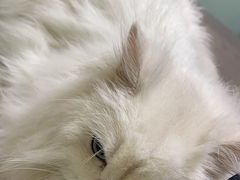 -特一安24小时宠物医院·骨科·中兽医