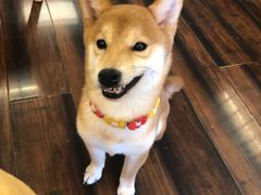 -豆柴町-柴犬主题狗咖(红鼎国际C座店)