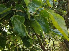 -西湖外事游船(花港观鱼码头)