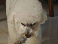 -艾贝尔宠物医院 ·内科全科(梁溪路店)