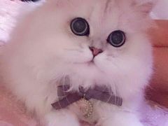 -十年猫舍·猫咪专门店(普陀店)