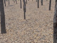 -森林公园(尖草坪区)