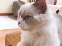 -猫和宫(六道口店)