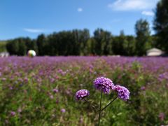 -紫海香堤香草艺术庄园