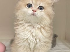 -lincat·猫舍(广州店)