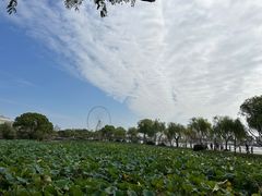 -无锡蠡湖国家湿地公园-蠡园