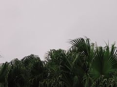 -华侨城湿地公园