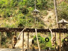 -西双版纳原始森林公园