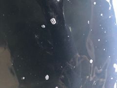 -千岛湖港湾鱼庄