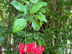 -西双版纳原始森林公园