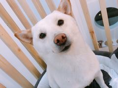 -柴迷FANS CLUB·柴犬狗咖·猫咖