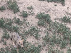 -新疆天山野生动物园