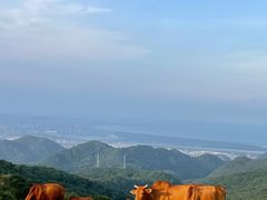 -大姆山草场