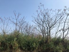 -大湾区中央湿地公园