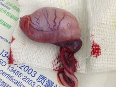 android_upload_pic-中农大我爱我爱24h动物医院·中医针灸·猫专科·骨科医疗中心(双井店)