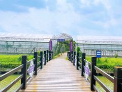 -马陆小张葡萄园农家乐