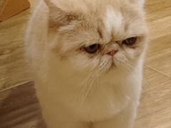 -滚猫咖啡·猫咖·猫友好撸猫(未来城店)