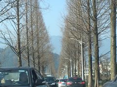 -新建村梅花