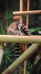 -Zoolung Zoolung动物主题公园(海信广场店)