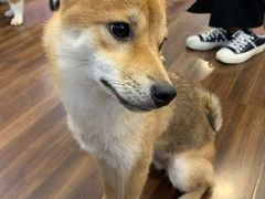 -柯斗斗主题餐厅·狗咖·围炉煮茶·茶饮(国瑞升平里店)