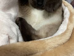 -瑞派名望24h动物医院异宠专科·猫专科·骨科·重症监护分院