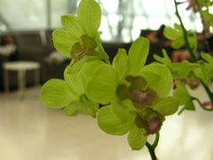 -曼谷素万那普国际机场