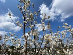 -樱桃山旅游景区