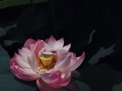 -陈家山荷花公园