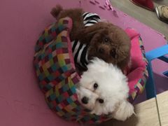 -佳雯宠物医院(四明中路分院)