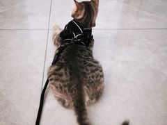 -瑞派长江宠物医院·猫科·外科·24小时夜护(谊城公寓分院)