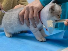-中农国际动物医院24小时·猫科·骨科·急重症中心