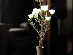 -觀芷隐轩