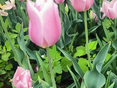 -洛阳郁金香牡丹园