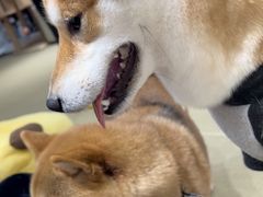 -逗柴咖啡屋·狗咖猫咖宠物桌游