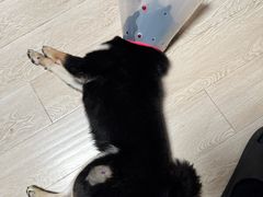 -爪吧宠物乐园 (温榆河示范区店)