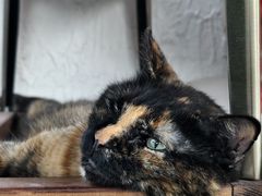 -Sirena海妖日咖夜酒